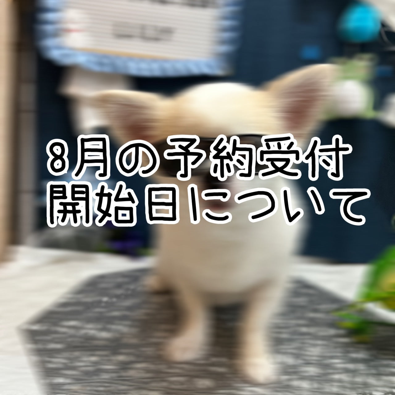 2025年8月の予約開始日について