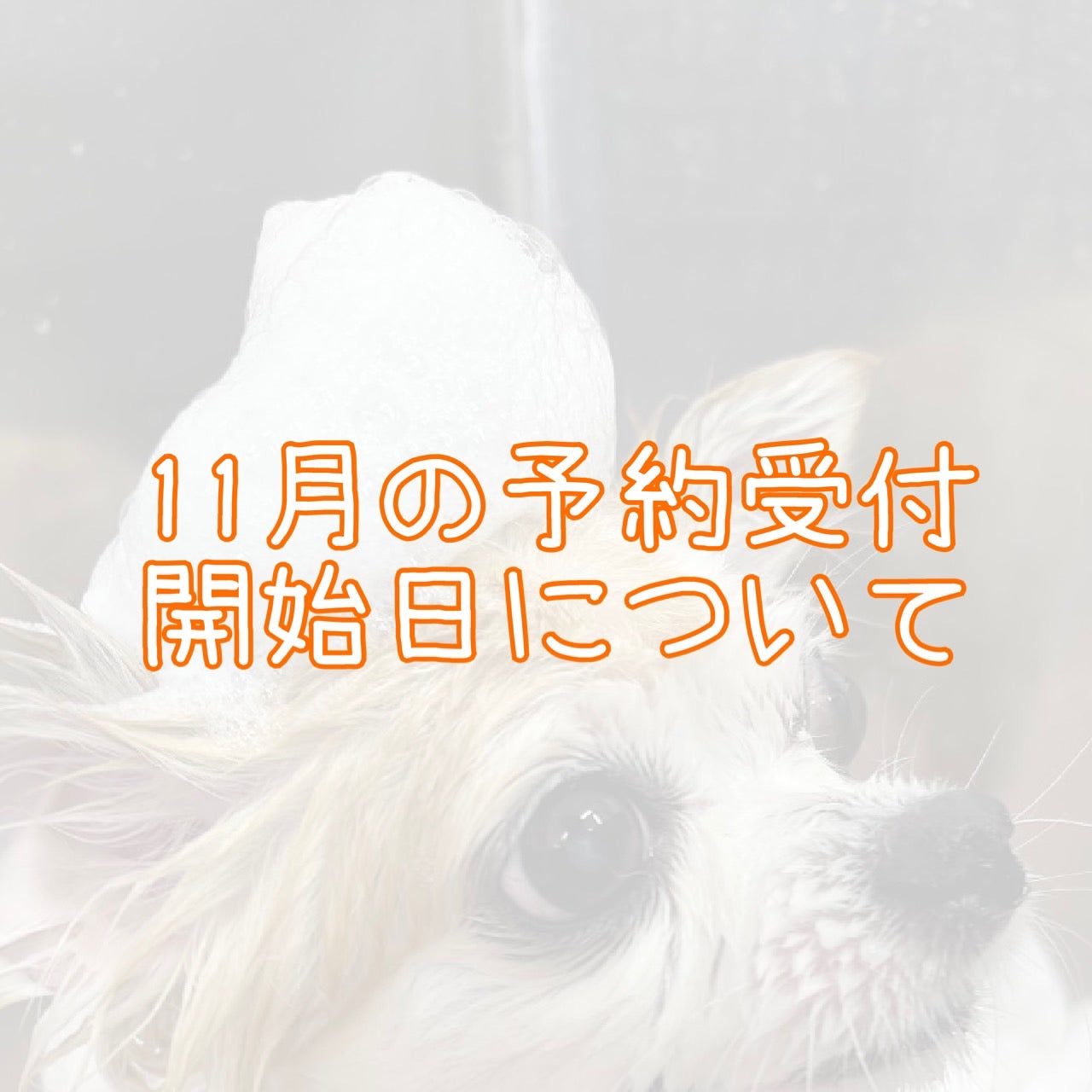 2025年11月の予約開始日について